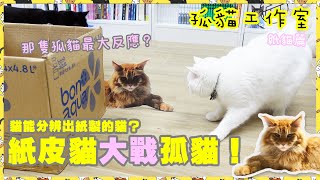 【孤貓工作室】之紙貓篇－紙皮貓大戰孤貓！貓能分辨出紙製的貓？