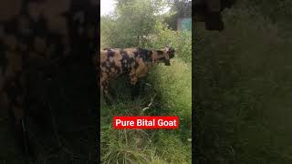 Pure Bital Goat