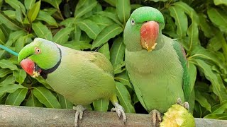 Talking Parrots Natural Video | Relaxing Parrot Sounds