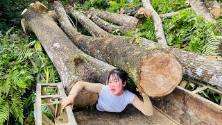 agricultural vehicle transporting timber alone girl logging giant tree