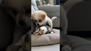 🐶❤️ Sweetest Dog Cuddles Cat – Adorable Best Friends Moment!