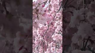 【日本櫻花季】秋田縣大館市桂城公園櫻花舞風中，浪漫櫻花賞 #shorts #sakura