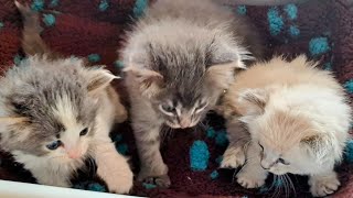 Rescue Kitten Trio😸The Most Precious Kittens Ever