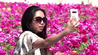 California's Carlsbad Flower Fields welcome visitors with full blooms