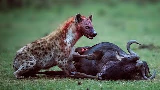 Top 5 Brutal Hyenas eating Young Preys Alive