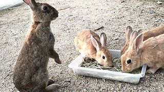 大久野島は危険がいっぱい！ 厳戒態勢の野うさぎ