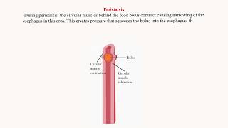 Peristalsis