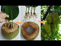 Unique Skill Planting Jackfruit In Natural Coconut Water | Growing Jackfruit