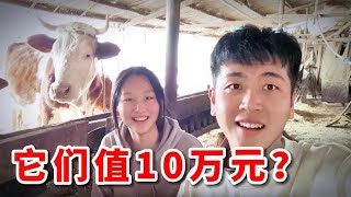 关于我回村创业，瞒着亲妹妹，养了10多万元的小动物这件事？