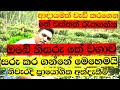 Tea Cultivation in Srilanka Part3/තේ වගාවට උපදෙස්