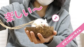 はじめてのブランコに大喜びする赤ちゃんデグーが可愛い！Funny and Cute Degu