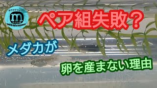 メダカが卵を産まない⤵️ペア組に失敗か?