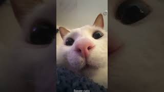 Funny Animal Videos 2023 😂 - Funniest Dogs And Cats Videos 😺 Pets Reacting to Different Things