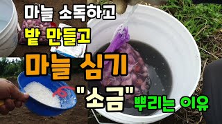 마늘심는시기 마늘종자소독방법 소금 뿌리고 마늘밭만들고 마늘심기 마늘심기전 꼭 뿌려야하는것은?