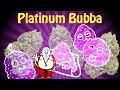 Platinum Bubba Kush Strain Review