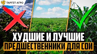 Худшие и лучшие предшественники для сои