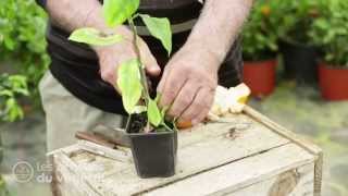 🌱 Greffer un agrume facilement : citronnier, oranger, mandarinier…