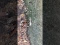 カマキリ終齢幼虫抜け殻