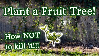 How to Plant Fruit Trees & Set Them Up for Success