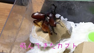 #カブトムシ #beetle  Japanese Rhino Beetle in flight. 力強いカブトムシ