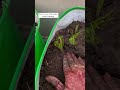 dhaniya cutting se kaise lagaye how to grow coriander leaves from cutting shorts ytshorts