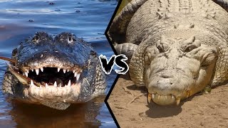 Alligator vs Crocodile - Who Would Win in The Ultimate Predator Showdown