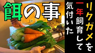 【爬虫類飼育】リクガメの餌の与え方！リクガメ飼い始めた方必見。アカアシガメ飼育記録#13