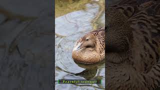 Gentle Ripples — A Duck’s Peaceful Drift | Peaceful_Tranquil