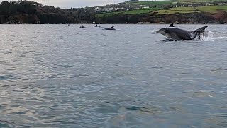 Bottle Nosed Dolphins Laxey Bay 21 January 2025   4K