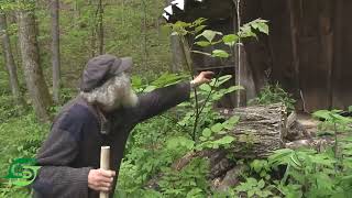 Biggest Herb You Will Find In Wild. Spikenard (Aralia Racemosa)