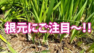 【１分でわかる】菖蒲かアヤメか杜若！これであなたも見分けの達人！？