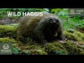 The Fascinating World of Wild Scottish Haggis Animals