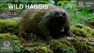 The Fascinating World of Wild Scottish Haggis Animals