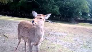 鹿の鳴き声!　聞いた事ある?  Cries of deer. Nara park /Japan.