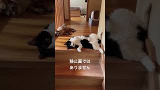 【#猫 】今日も夏の暑さで冷たい床から動けない猫族の皆さんがコチラ#shorts#short #ショート #cat #猫 #猫動画 #静止画 #ねこ #課長 #大将 #夏バテ #夏 #猫のいる暮らし