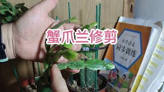 刚哥养花经验分享，你知道蟹爪兰出现哪些问题需要修剪吗？