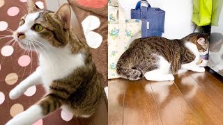 ご飯が待ち遠しくて後ろ足立ちする猫＆すぐおもちゃを無くす猫