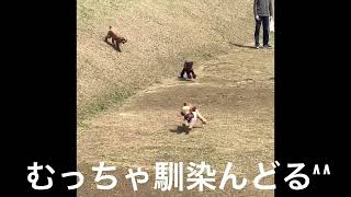 道の駅めぐみ白山ドッグラン^ ^