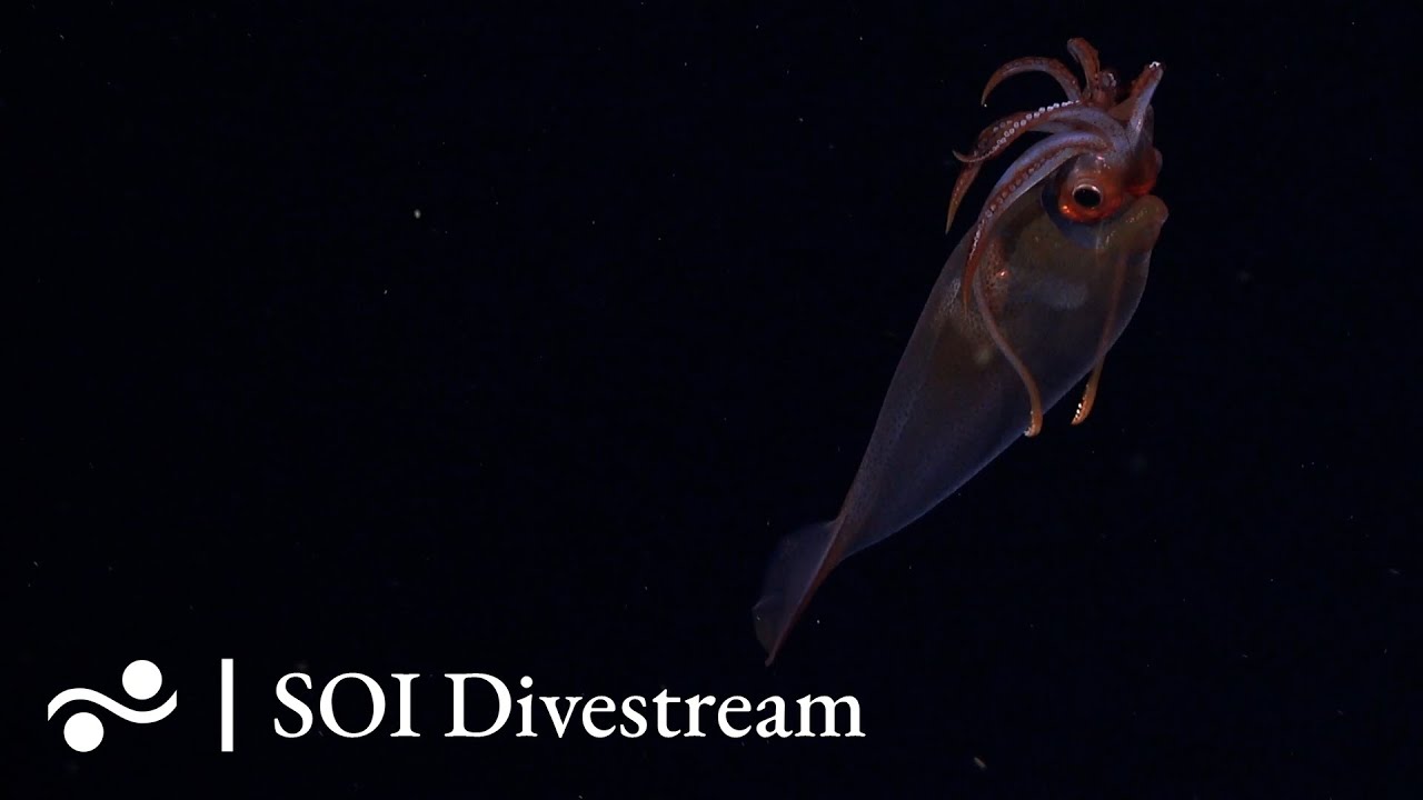 Caballito Seamount Soi Divestream 539 Part 2 Youtube