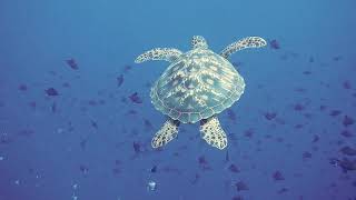 Sea Turtles .Amazing coral Reef Turtles. 1 Hour of the best Morning Relax Music video,