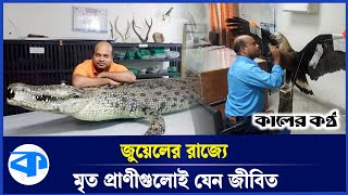 মৃ*ত প্রাণী সংরক্ষণ করাই জুয়েলের নেশা | Dead Animals | Animals Saving | Kaler Kantho