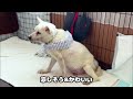 【保護犬】夏は保冷剤で快適に過ごす愛犬