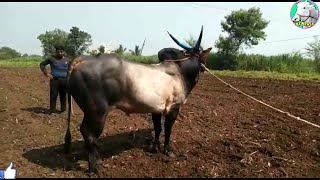 || Jabardast Khillari Racing Bull ||