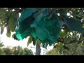 removing japanese apple bags