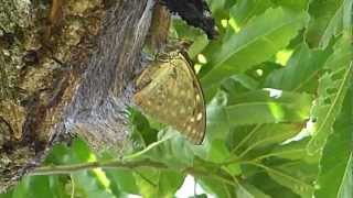 フルHDでムビる00932 樹液を吸う国蝶のオオムラサキ - butterfly oomurasaki