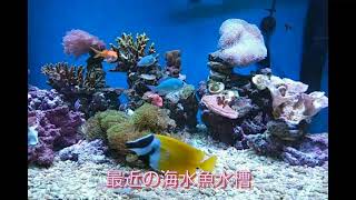 海水魚水槽