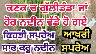 ਕਣਕ ਚ ਗੁੱਲੀਡੰਡੇ ਲਈ ਆਖਰੀ ਸਪਰੇਅ ਵੱਧ ਤੋਂ ਵੱਧ ਇੰਨੇ ਦਿਨ ਤੇ | weed control in wheat crop