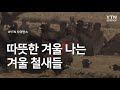 따뜻한 겨울 나는 겨울 철새들 / YTN 사이언스