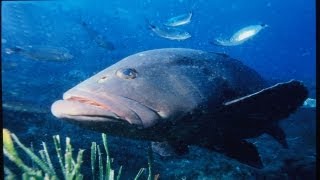 Dusky grouper (Epinephelus marginatus)