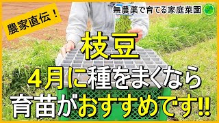 【枝豆栽培】発芽を揃える種まきのコツ【有機農家直伝！無農薬で育てる家庭菜園】　23/4/11